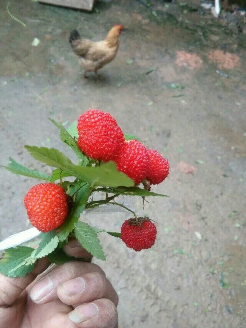 树莓苗30~50cm