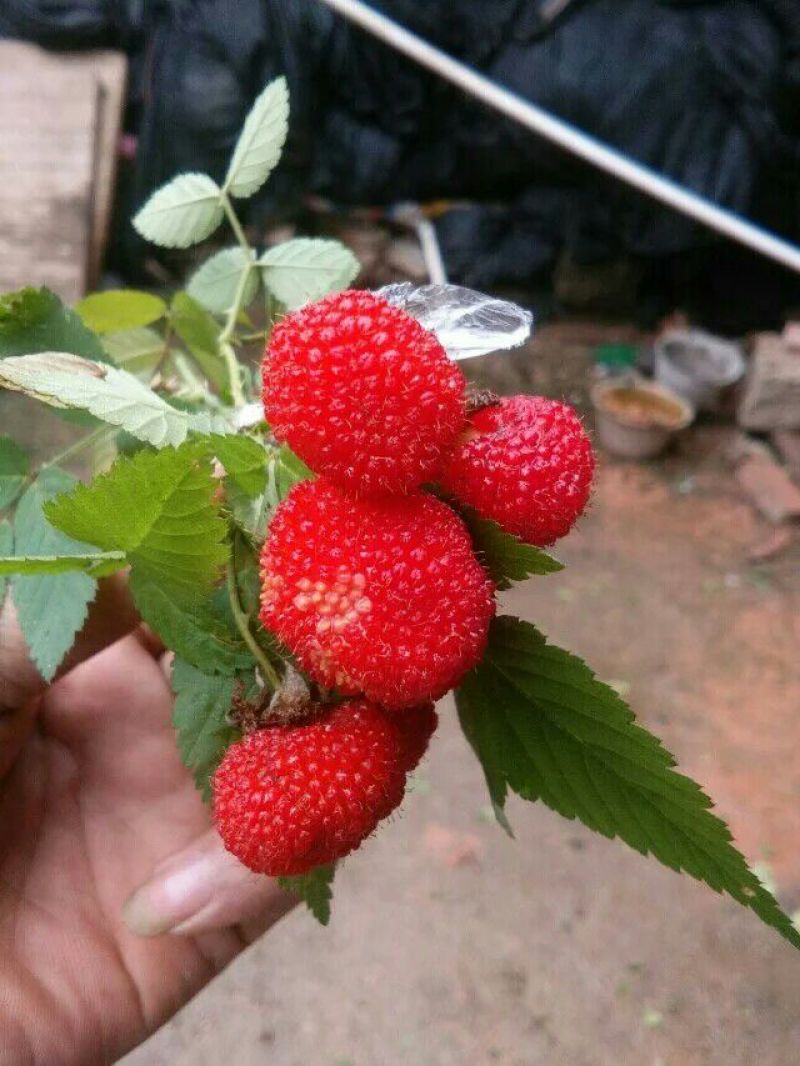 树莓苗30~50cm