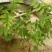 树莓苗30~50cm