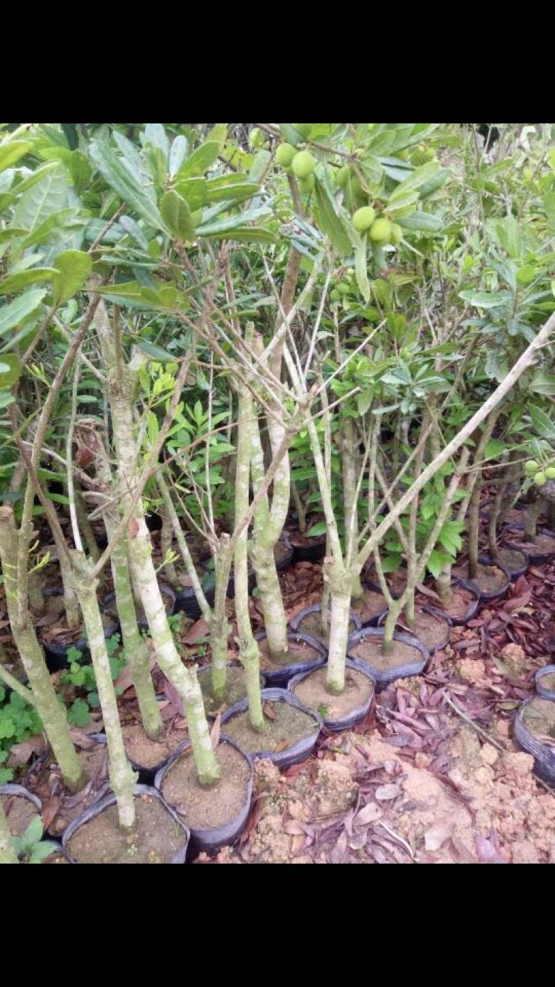 杨梅树苗1~250~100cm