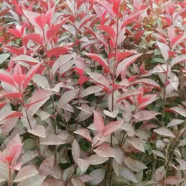 紫叶矮樱2cm以下50~80cm
