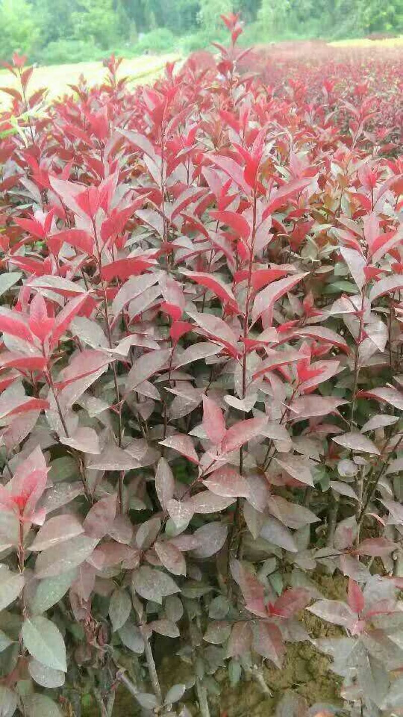 紫叶矮樱2cm以下50~80cm