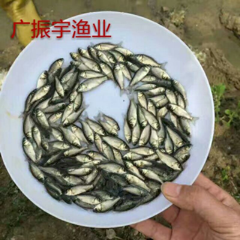 鲫鱼苗3~5公分