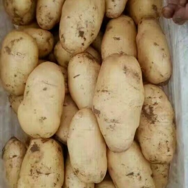 荷兰十五土豆通货1两以上
