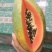 水果木瓜广西崇左市龙州县