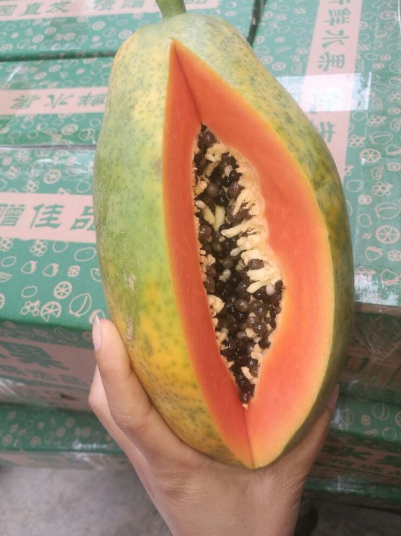 水果木瓜广西崇左市龙州县