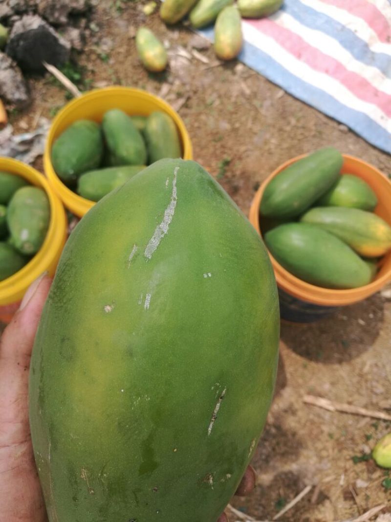 水果木瓜广西崇左市龙州县