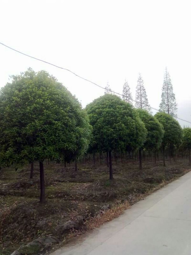 桂花树__各规格大小桂花树，农户直销。
