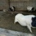 香猪公