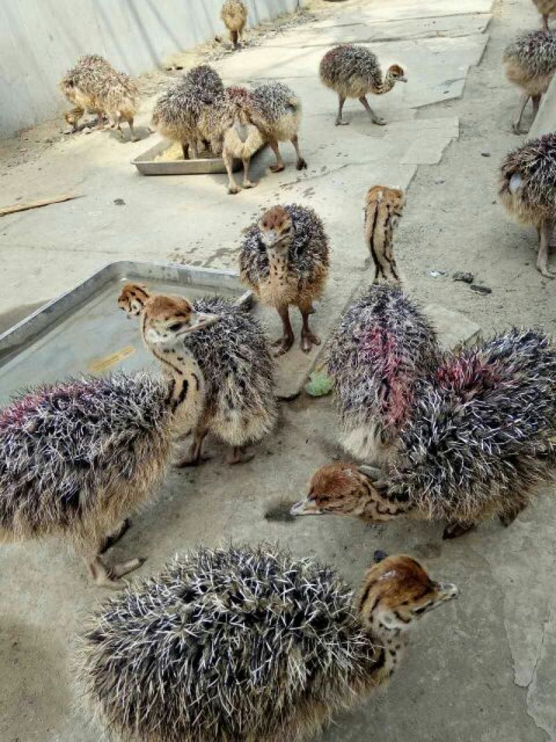 香猪公