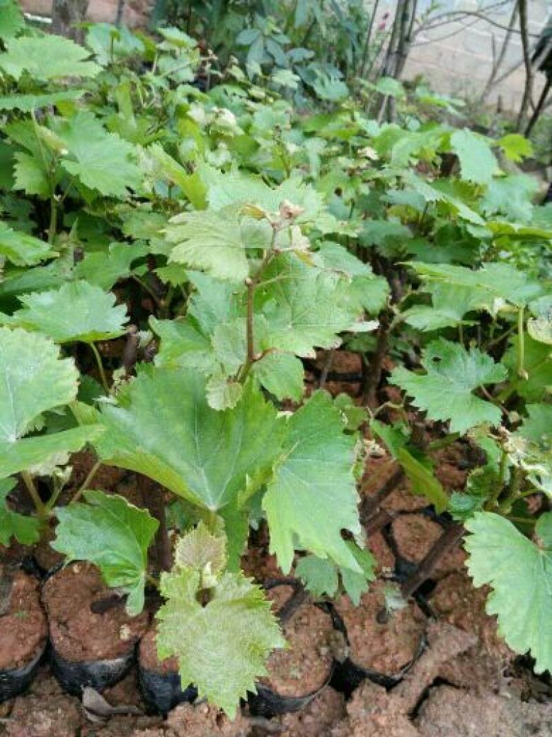 夏黑葡萄苗1年30cm以下