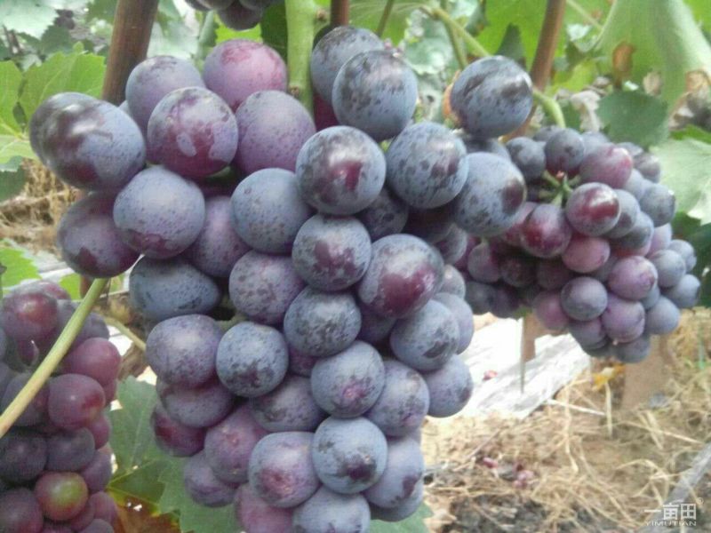 夏黑葡萄苗1年30cm以下