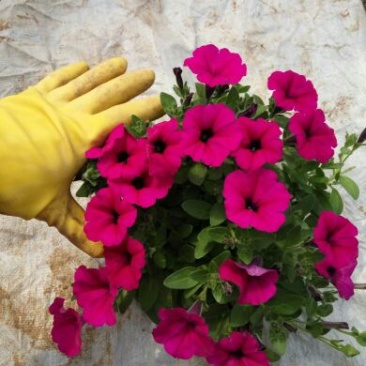 牵牛花10~20cm