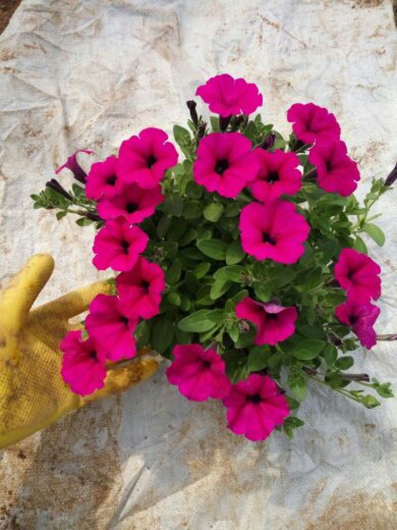 牵牛花10~20cm