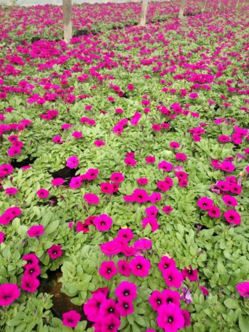 牵牛花10~20cm