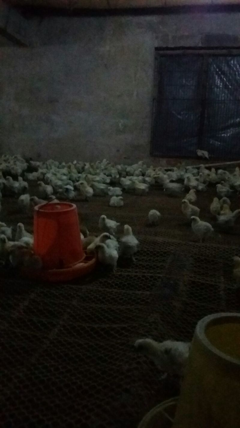 白凤乌鸡苗500克以上脱温苗