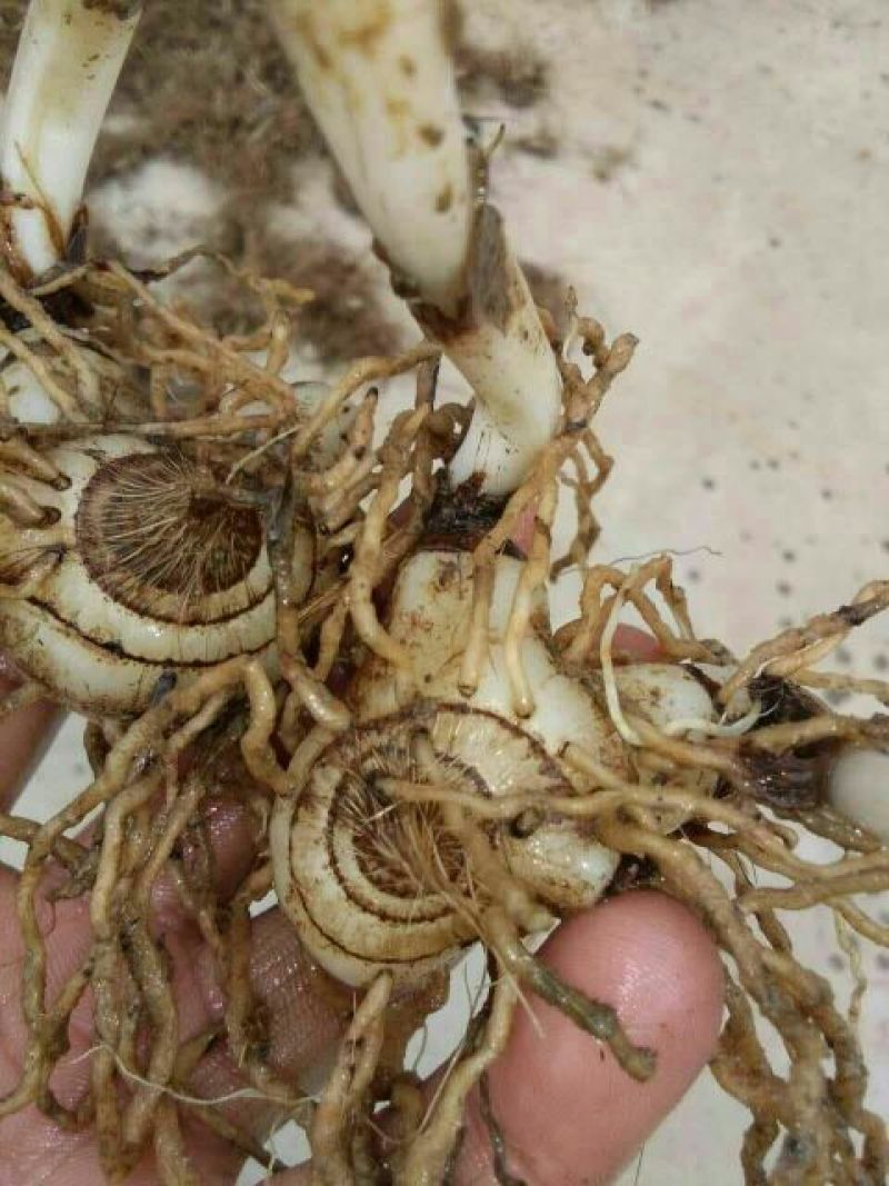 白芨鲜货统货，产地直供，一手货源，可视频看货