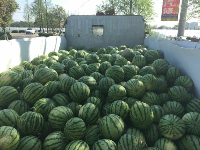 8424西瓜5斤打底8成熟