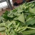 大叶菠菜25~30厘米