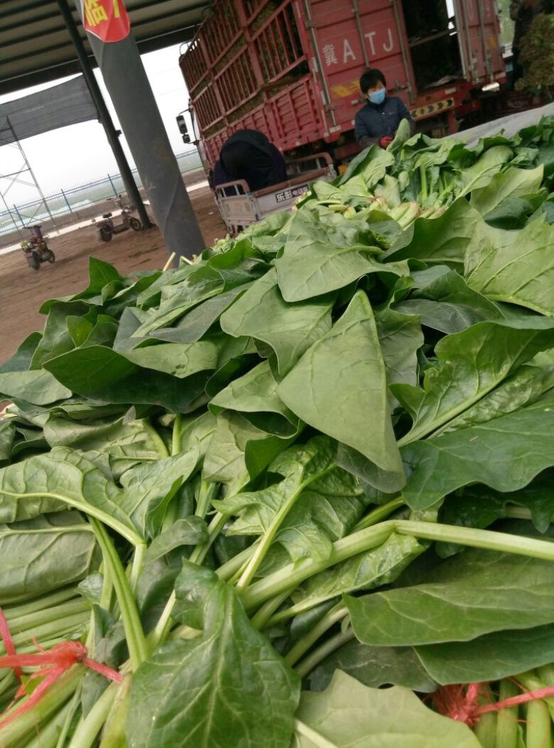 大叶菠菜25~30厘米
