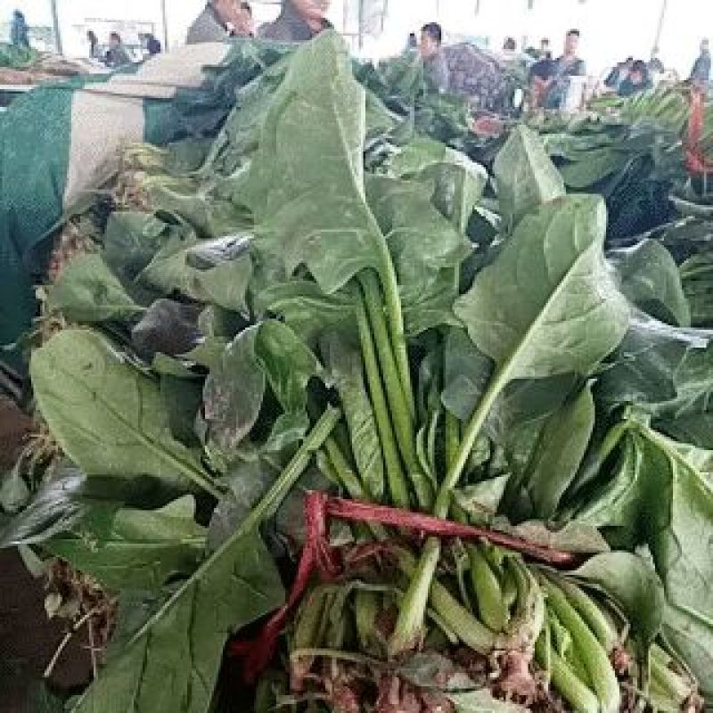 大叶菠菜25~30厘米