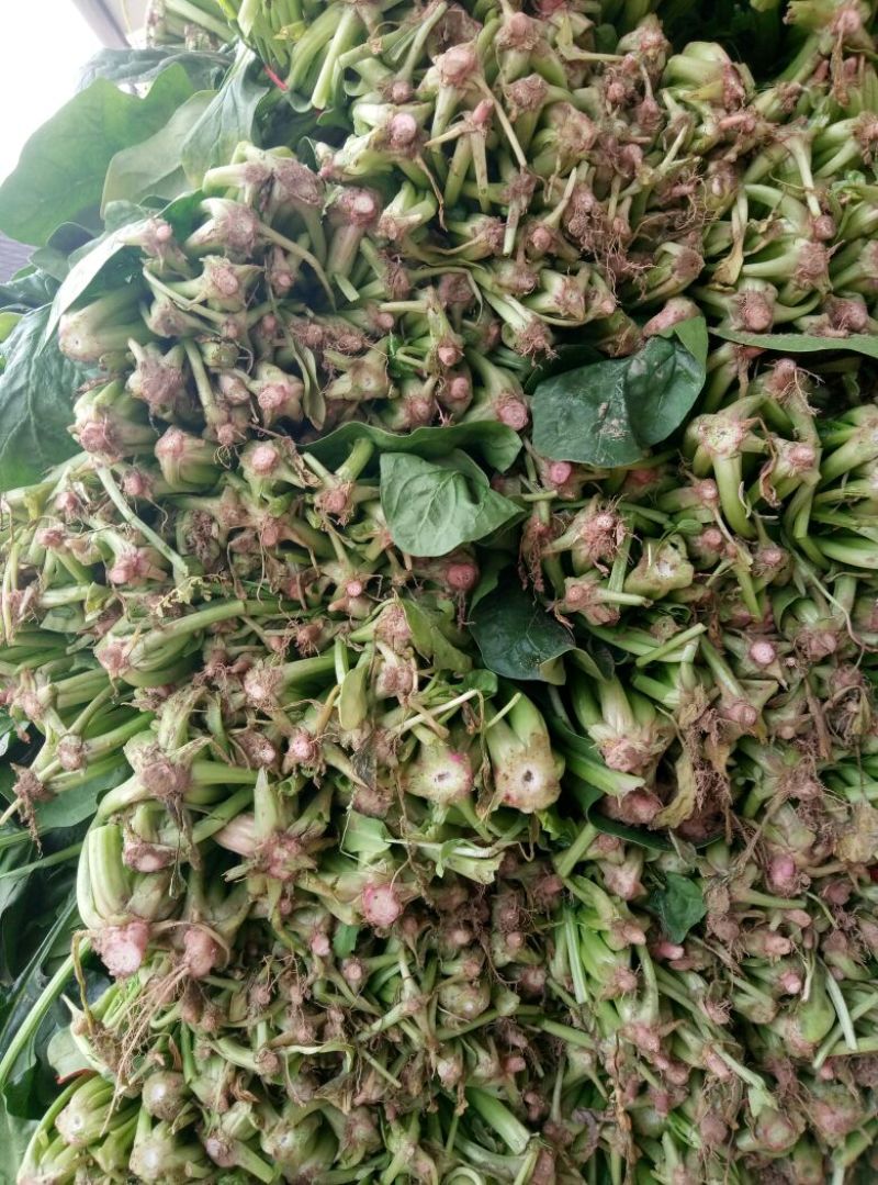 大叶菠菜25~30厘米