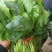 大叶菠菜25~30厘米
