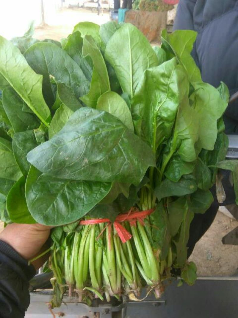 大叶菠菜25~30厘米