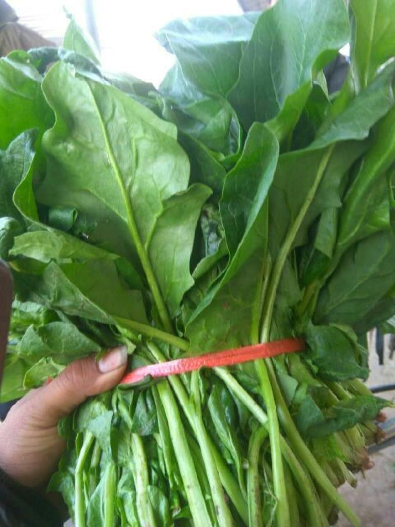 大叶菠菜25~30厘米