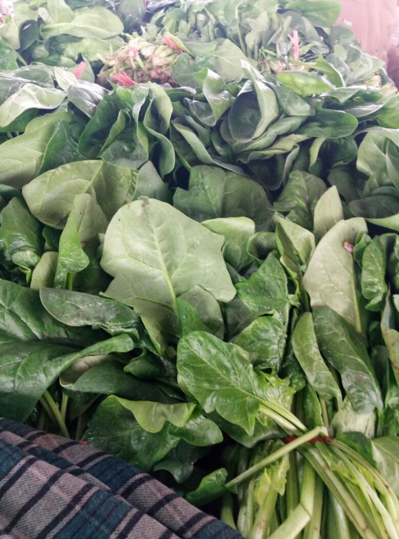大叶菠菜25~30厘米