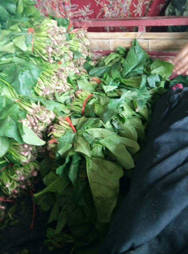 大叶菠菜25~30厘米