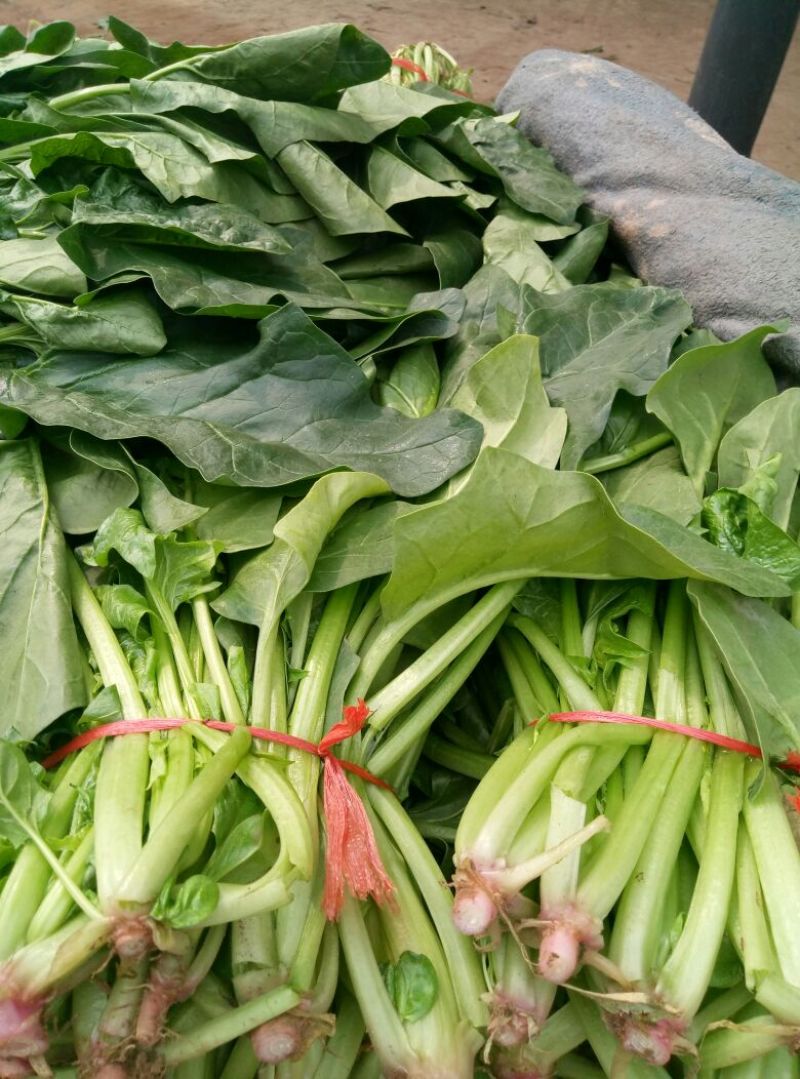 大叶菠菜25~30厘米