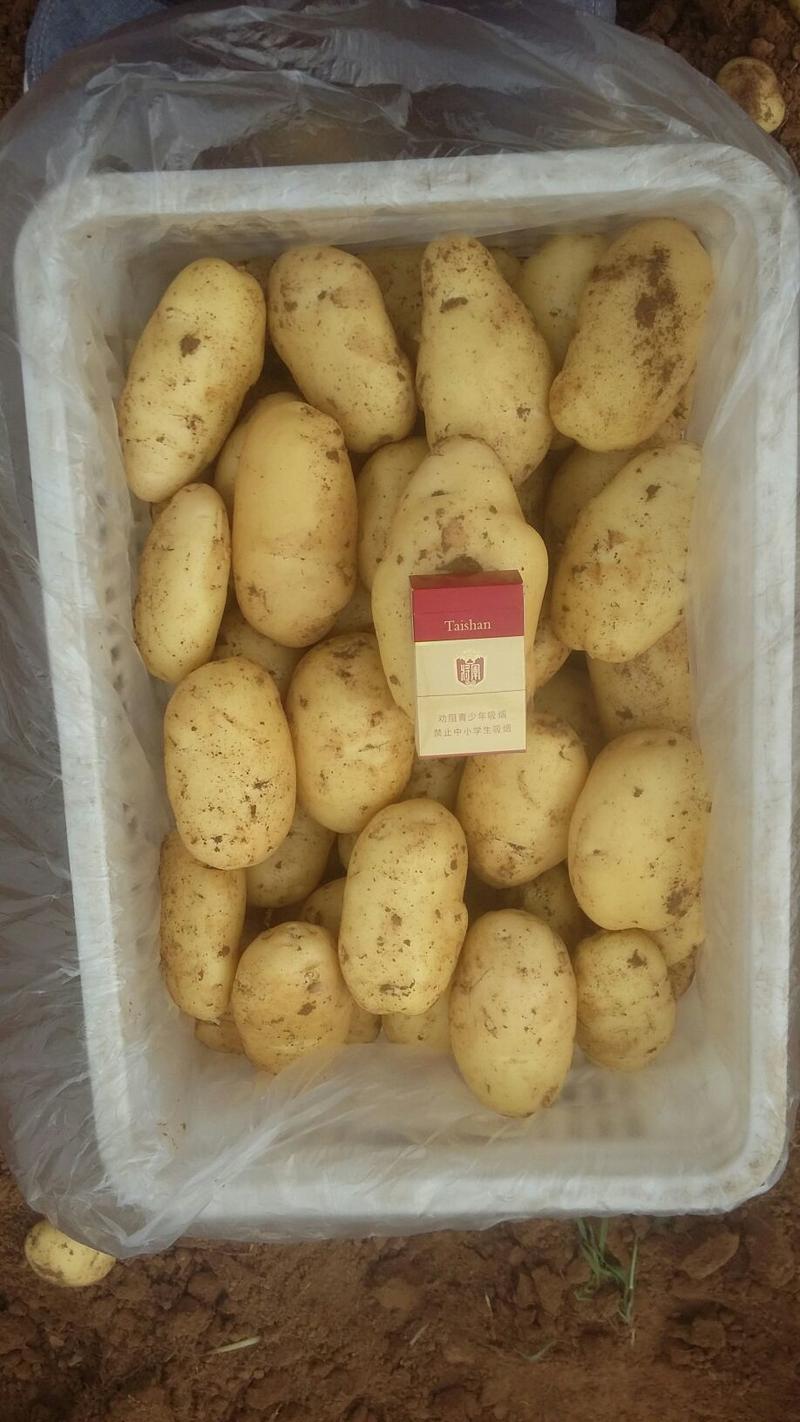 山东大棚土豆大量供应，荷兰十五，欢迎致电合作