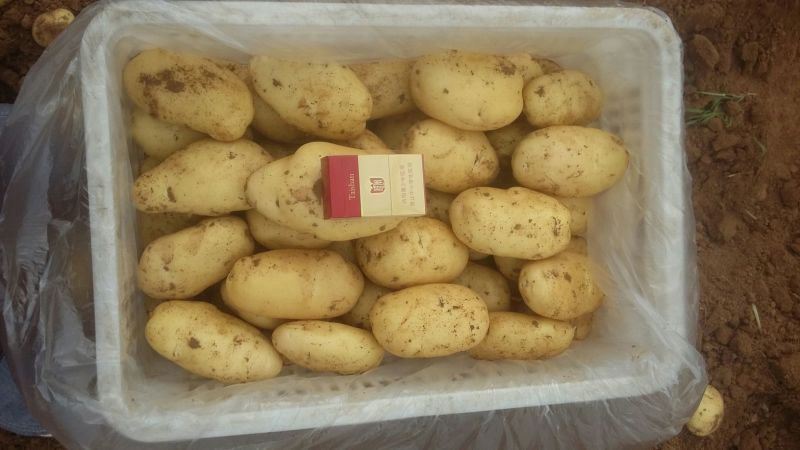 山东大棚土豆大量供应，荷兰十五，欢迎致电合作