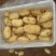 山东大棚土豆大量供应，荷兰十五，欢迎致电合作
