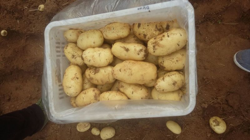 山东大棚土豆大量供应，荷兰十五，欢迎致电合作