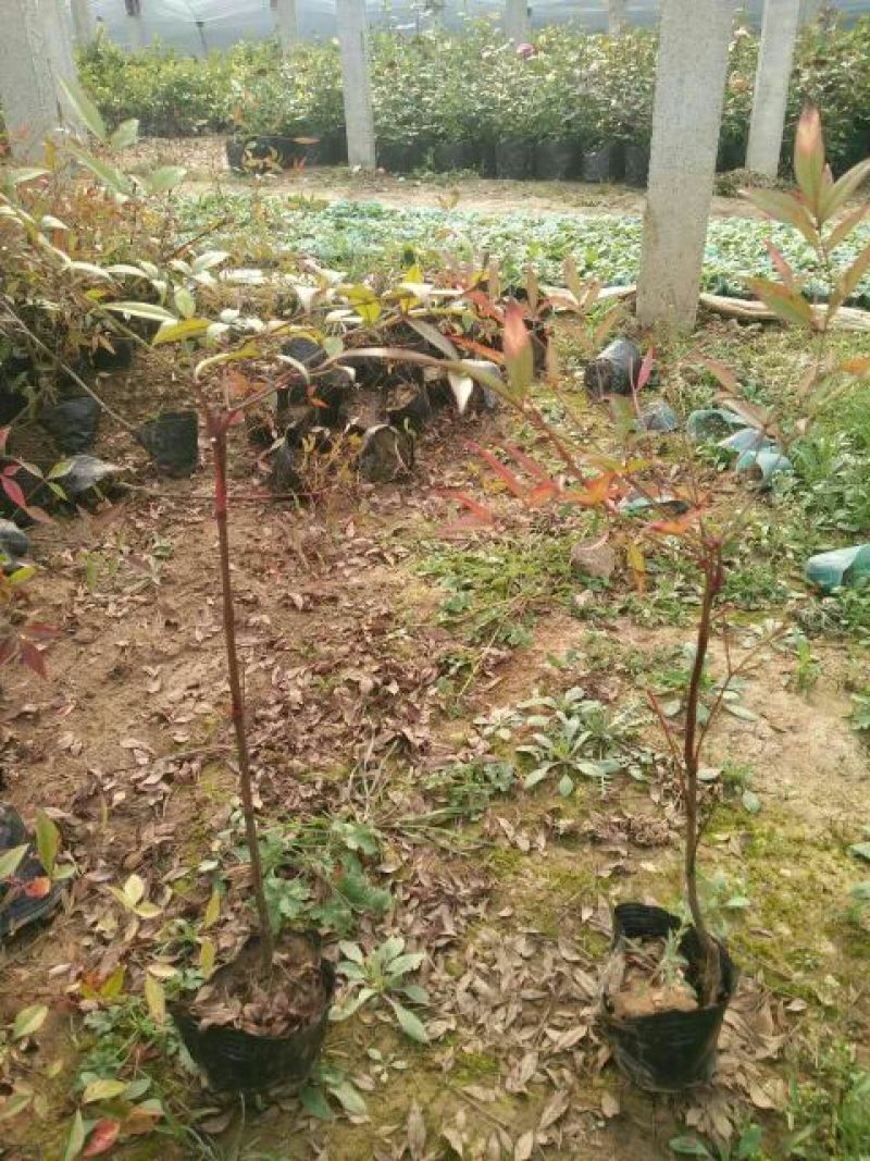 南天竹30~50cm