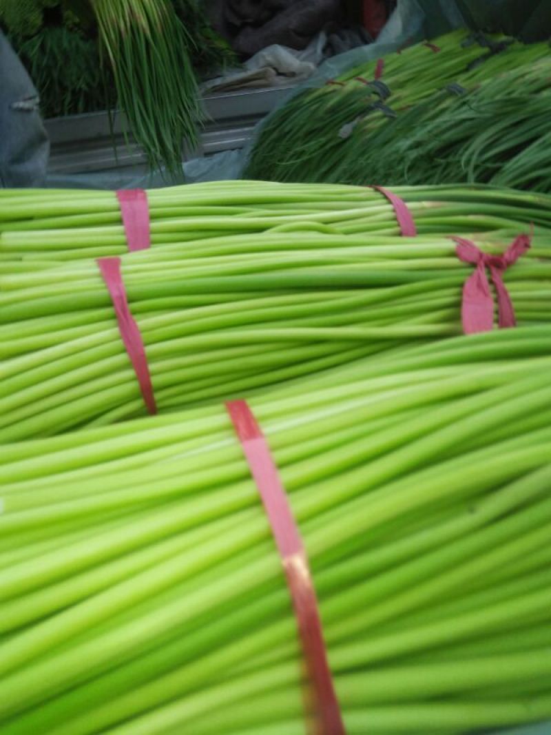 万亩大蒜基地，精品红帽蒜苔大量上市中，直供各大市场，超市