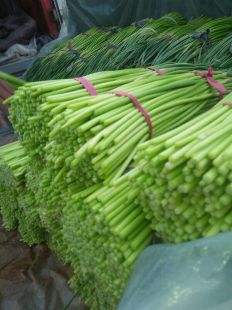 万亩大蒜基地，精品红帽蒜苔大量上市中，直供各大市场，超市