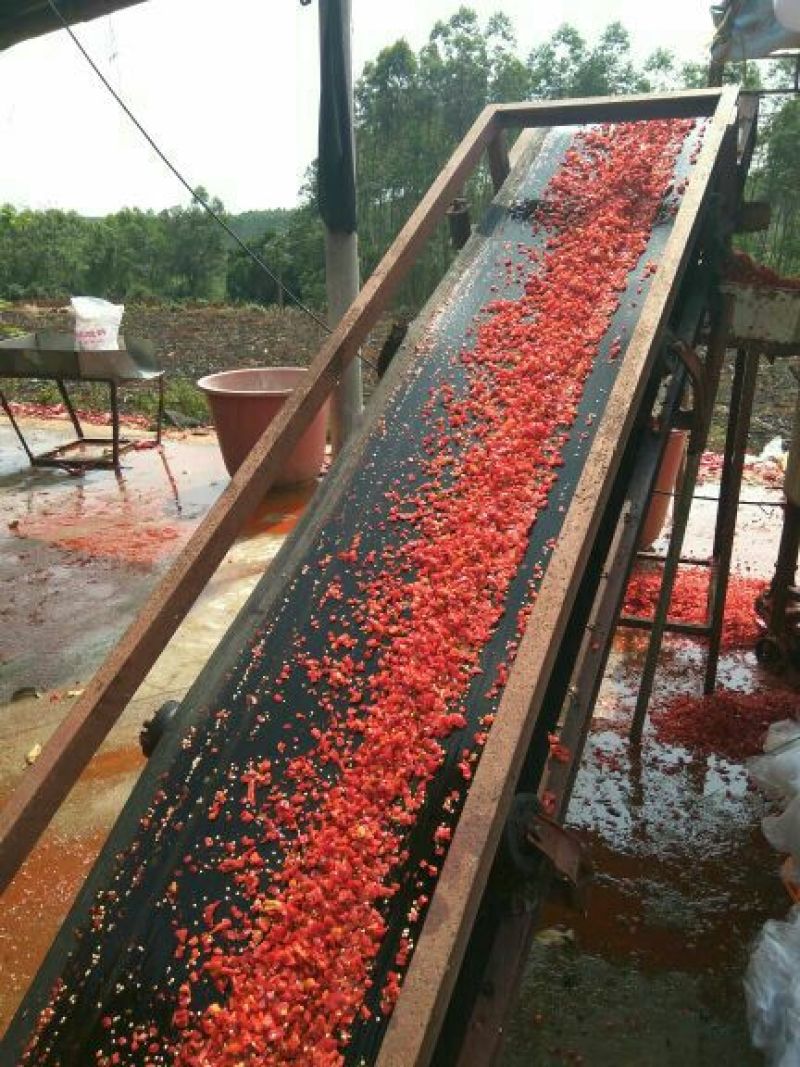 尾期红辣椒，剁椒打酱加工厂，去把，去帽2红尖椒，
