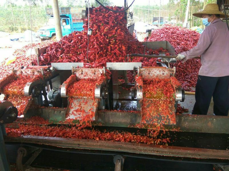 尾期红辣椒，剁椒打酱加工厂，去把，去帽2红尖椒，