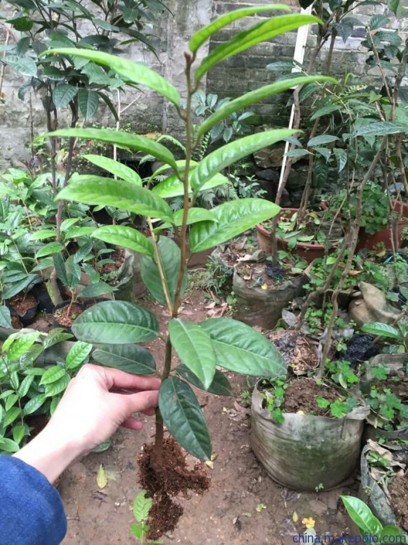 金花茶树苗，防普金花茶树苗，营养杯苗。可视频看货产地直供