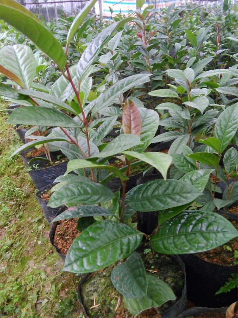 金花茶树苗，防普金花茶树苗，营养杯苗。可视频看货产地直供
