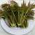 红油香椿临潼香椿