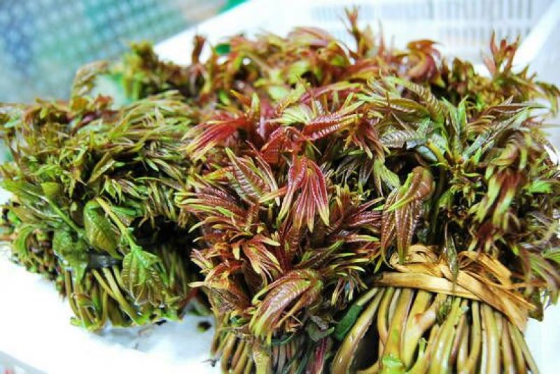 红油香椿临潼香椿