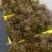 红油香椿临潼香椿
