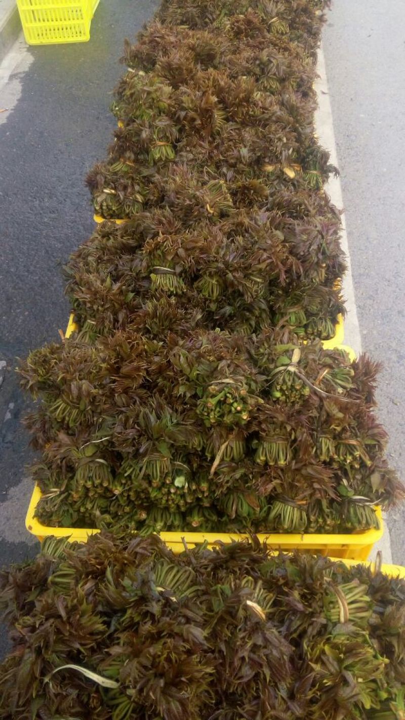 红油香椿临潼香椿