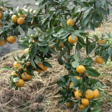 香水柠檬树苗50~80cm