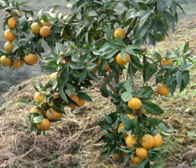香水柠檬树苗50~80cm