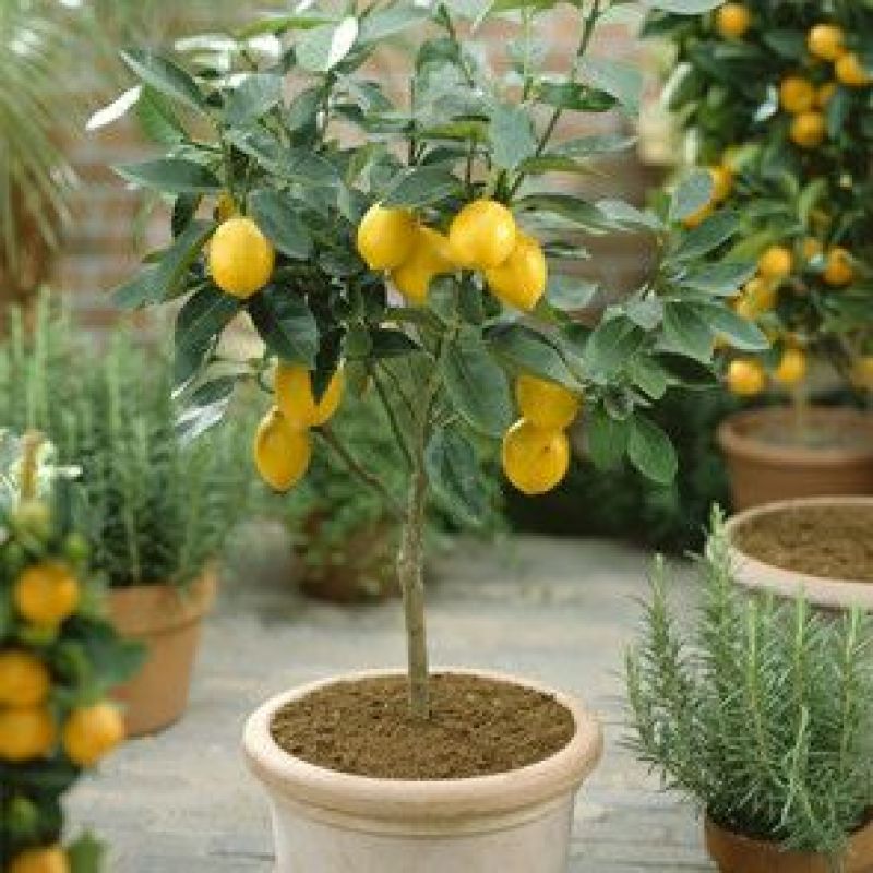 香水柠檬树苗50~80cm